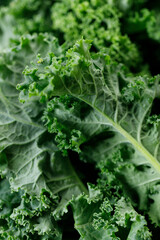 Fresh green Kale leaf salad vegetable.