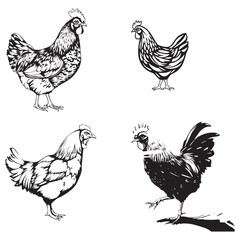 Black chicken collection (profile, portrait, standing), animal bundle isolated on a white background