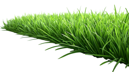 Green grass on Transparent Background