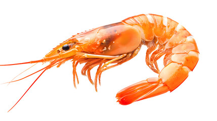 Fresh Live Shrimp Isolated on Transparent Background for Aquatic Food Market