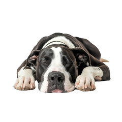 Sleepy Pup's Repose: A beautiful, sleeping dog with black and white fur lies serenely, exuding tranquility and peace, while dreaming of carefree moments.