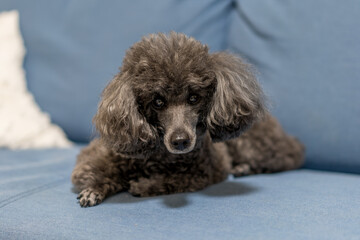 poodle and puppy