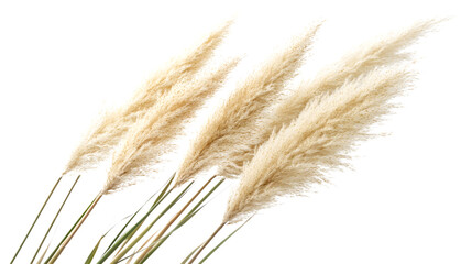 Fototapeta premium Pampas Grass Isolated on Transparent Background for Modern Design Concepts