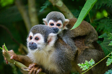 Obraz premium Ecuadorian squirrel monkey (Saimiri cassiquiarensis macrodon) mother with a baby on her back at an ecolodge in Archidona, Ecuador