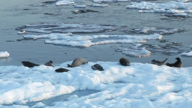 Group of seals scratch on the floating ice, surrounded by cold icy Arctic waters