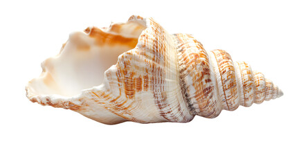 Obraz premium Beautiful Seashell Isolated on Transparent Background for Creative Designs