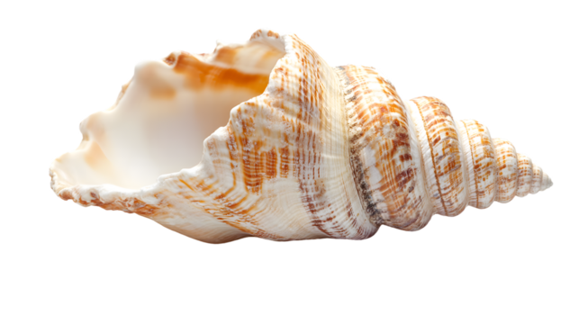 Beautiful Seashell Isolated on Transparent Background for Creative Designs