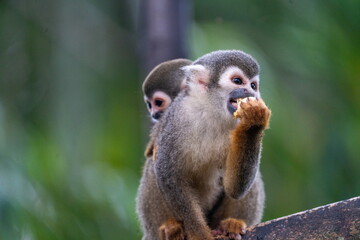  Ecuadorian squirrel monkey (Saimiri cassiquiarensis macrodon) mother, eating a banana with a baby on her back, at an ecolodge in Archidona, Ecuador