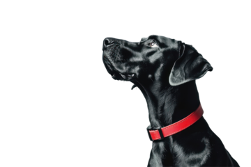 Curious Black Labrador: A black labrador with a red collar gazes intently off-camera, capturing a moment of quiet curiosity and playful anticipation.