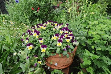 パンジーの花壇