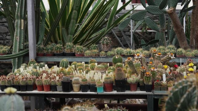 Cactus and succulent greenhouse. Rare succulent plant collection