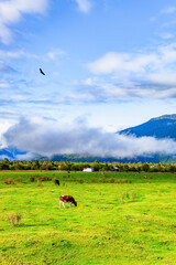 Cows graze