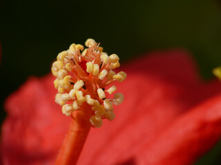 Natura