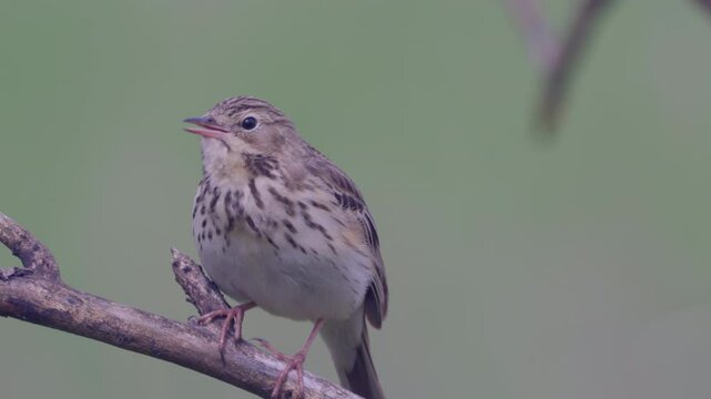Tree Pipit (Anthus trivialis).  Close-up of a bird sitting on a tree branch.  Bird singing. Sound inside.