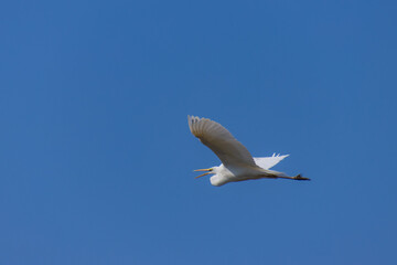 羽ばたくシロサギ