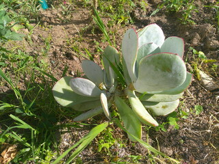 Natura