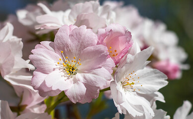 Closeup of blooming pink and white cherry blossoms under sunlight outdoors