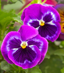 Vibrant purple pansy flowers in close-up view in lush green garden