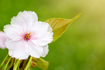 Close-up of a blooming flower with dewdrops on a sunny background