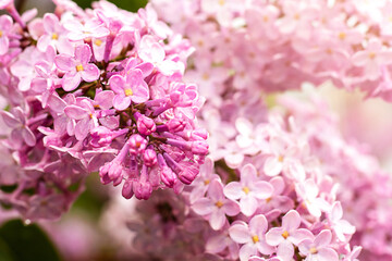 Vibrant lilac flowers in full bloom on a warm spring day