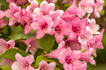 Close-up of vibrant pink blossoms with green leaves on a sunny day