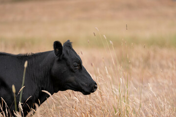 tall grass with seed heads with a herd of angus and murray grey cows, steers and bulls grazing on...