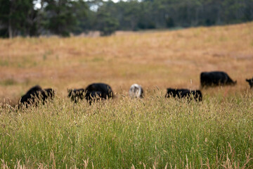 herd of angus cows in tall grass grazing at dusk in an australia. free range grass fed beef cattle