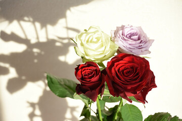 Obraz premium 三色のばら