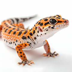 Naklejka premium Stunning Orange Leopard Gecko Images: High-Resolution Reptile Photos