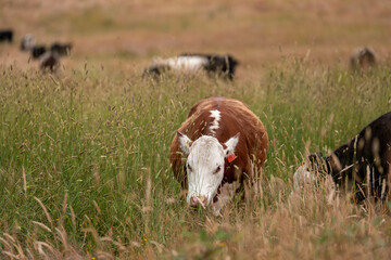 herd of angus cows in tall grass grazing at dusk in an australia. free range grass fed beef cattle