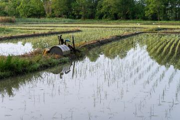 田植え後の田んぼ