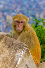 Naklejka premium Macacos en el templo de los monos de swayambhunath, en katmandú, nepal