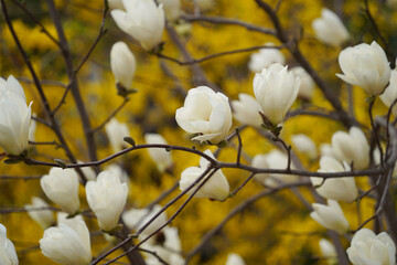 Close-up of  White Magnolia Blossoms with Yellow Forsythia in the Background