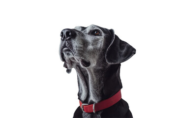 Loyal Gaze: A noble hound gazes upward with unwavering loyalty, its expressive eyes reflecting a deep connection and affectionate disposition. 