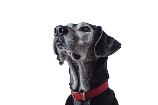 Loyal Gaze: A noble hound gazes upward with unwavering loyalty, its expressive eyes reflecting a deep connection and affectionate disposition. 