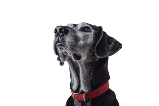 Loyal Gaze: A noble hound gazes upward with unwavering loyalty, its expressive eyes reflecting a deep connection and affectionate disposition. 