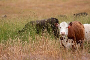 Fototapeta premium herd of regenerative agriculture free range beef cattle sustainable black stud wagyu cows in a field of tall long grass on an agricultural farm in outback australia. innovation in climate change