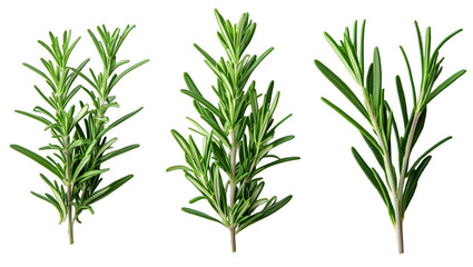 Fresh Rosemary Sprigs