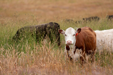 tall grass with seed heads with a herd of angus and murray grey cows, steers and bulls grazing on th e pasture and resting under a tree on a beautiful sustainable agriculture farm in summer