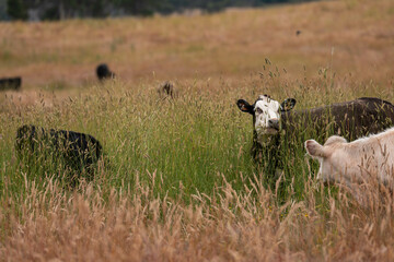 herd of angus cows in tall grass grazing at dusk in an australia. free range grass fed beef cattle