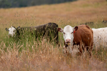 Obraz premium tall grass with seed heads with a herd of angus and murray grey cows, steers and bulls grazing on th e pasture and resting under a tree on a beautiful sustainable agriculture farm in summer