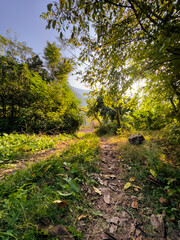 Forest Path with Morning Sunlight