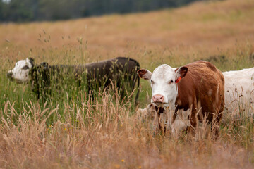 tall grass with seed heads with a herd of angus and murray grey cows, steers and bulls grazing on th e pasture and resting under a tree on a beautiful sustainable agriculture farm in summer