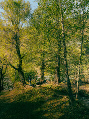Forest Stream in Autumn