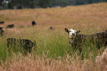 herd of regenerative agriculture free range beef cattle sustainable black stud wagyu cows in a field of tall long grass on an agricultural farm in outback australia. innovation in climate change