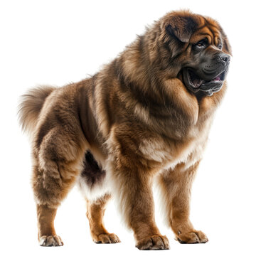 Majestic Tibetan Mastiff: A powerful and majestic Tibetan Mastiff stands proudly, showcasing its thick, luxurious coat and commanding presence.