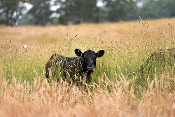 herd of angus cows in tall grass grazing at dusk in an australia. free range grass fed beef cattle