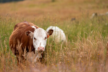 Fototapeta premium herd of angus cows in tall grass grazing at dusk in an australia. free range grass fed beef cattle