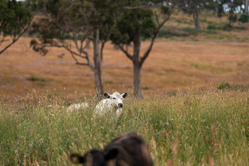 tall grass with seed heads with a herd of angus and murray grey cows, steers and bulls grazing on th e pasture and resting under a tree on a beautiful sustainable agriculture farm in summer