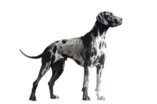 Elegant Dog Pose: A majestic dog stands tall, captured in a classic pose, highlighting its striking appearance and grace. 